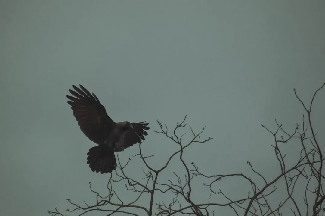 How Crows Sense a Coming Storm Before You Feel a Raindrop (Image Credits: Unsplash)