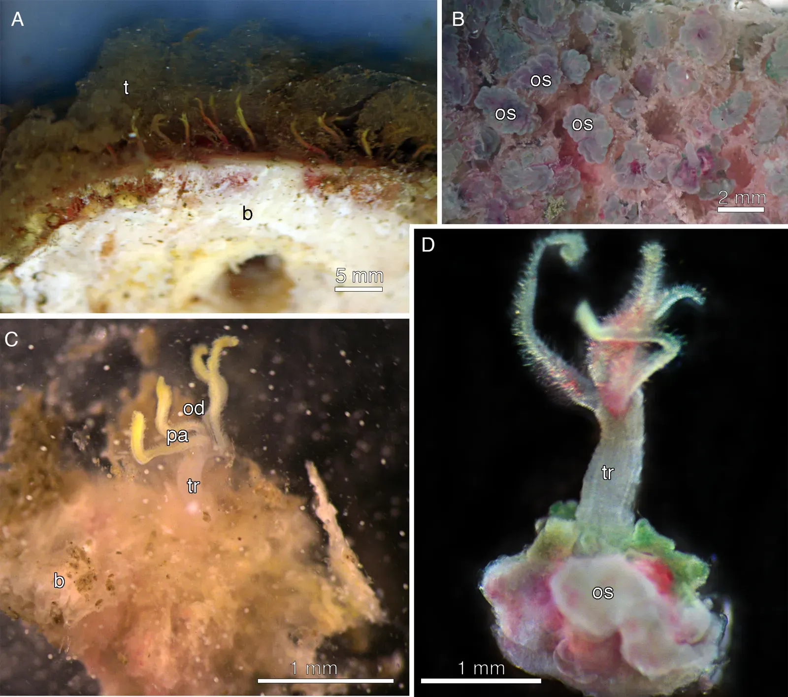 #13 - The Zombie Worm Eats Whale Bones From the Inside Out (By Rouse, G.W., Goffredi, S.K., Johnson, S. & Vrijenhoek, R.C. 2018. An inordinate fondness for Osedax (Siboglinidae: Annelida): Fourteen new species of bone worms from California. Zootaxa 4377(4): 451–489. DOI: 10.11646/zootaxa.4377.4.1, CC BY 3.0)