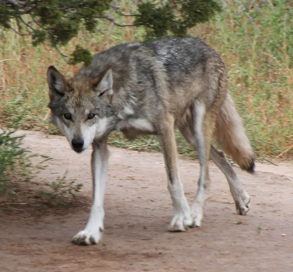 2. Mexican Gray Wolf: A Second Chance in the Southwest (ahisgett, Flickr, CC BY 2.0)