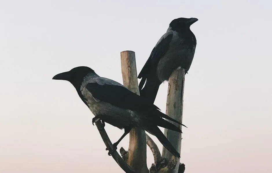 2. Unnerving Silence in Places Usually Full of Crow Noise (Image Credits: Pexels)