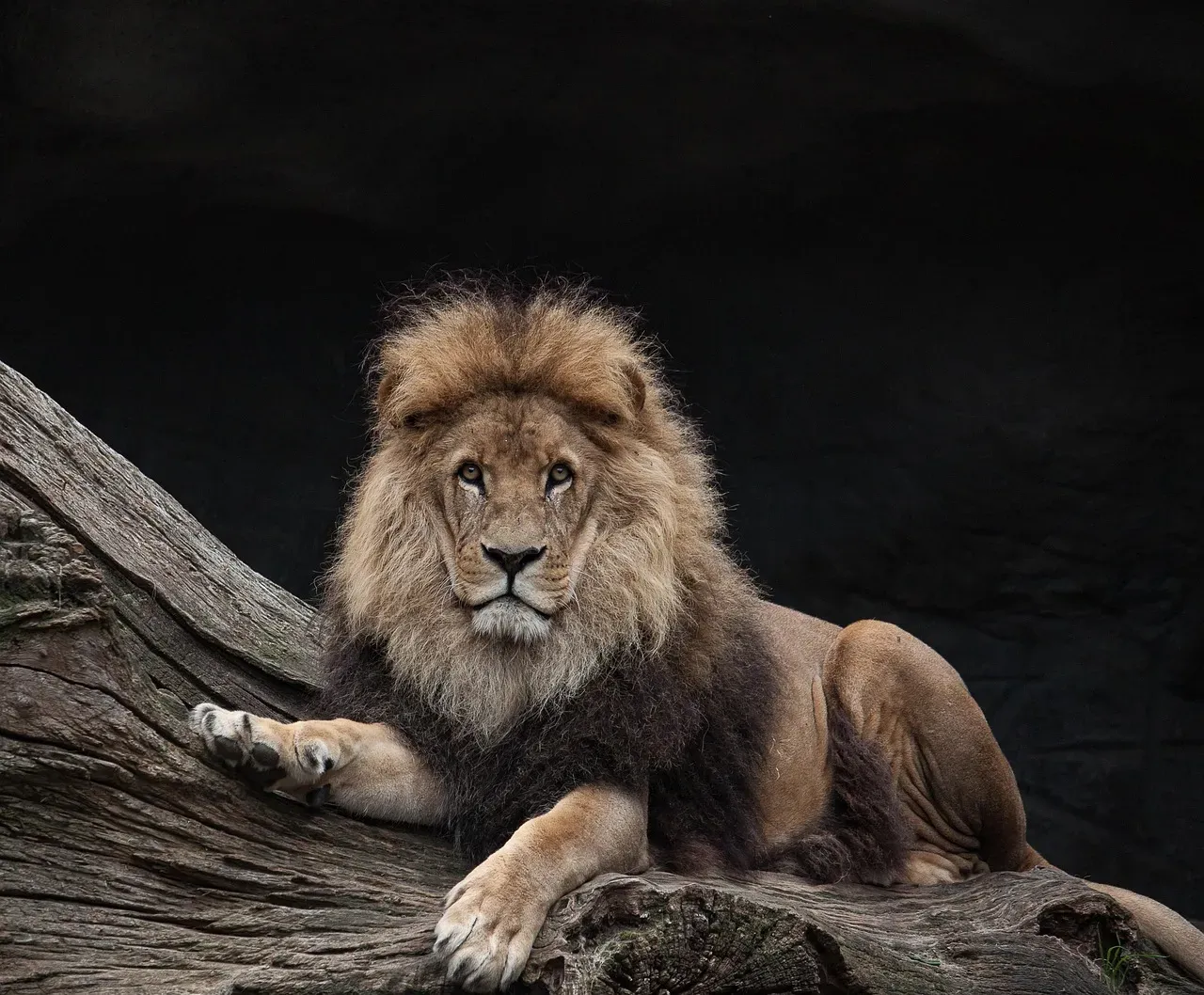 Leo: The Apex Predator's Dominance Display (Image Credits: Pixabay)