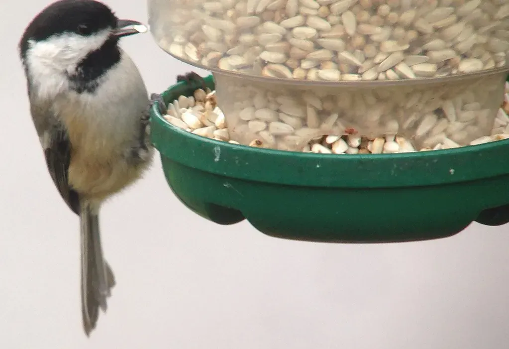 Safflower Seed: A Smart Choice When You Want Birds, Not Squirrels (fishhawk, Flickr, CC BY 2.0)