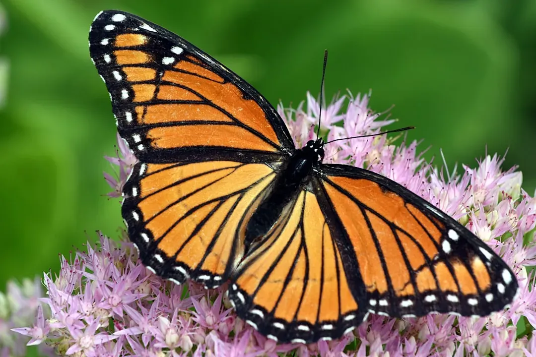 7. The Monarch Butterfly: A Living GPS with a Weather Radar (Image Credits: Unsplash)