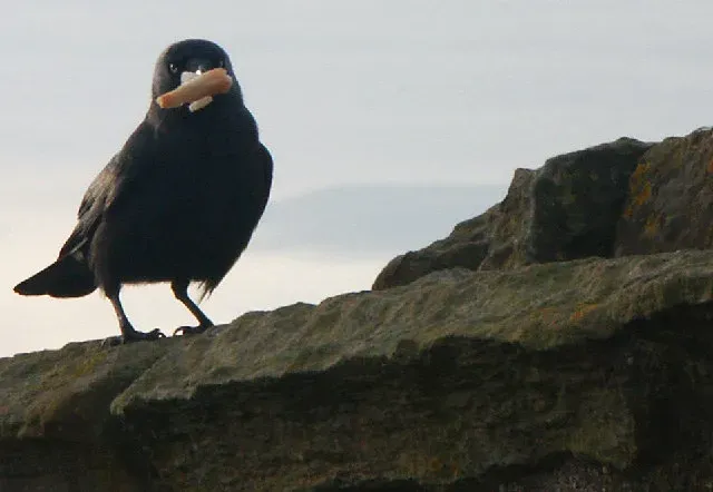#4 - Leaving "Gifts" for Humans They Trust (From geograph.org.uk, CC BY-SA 2.0)