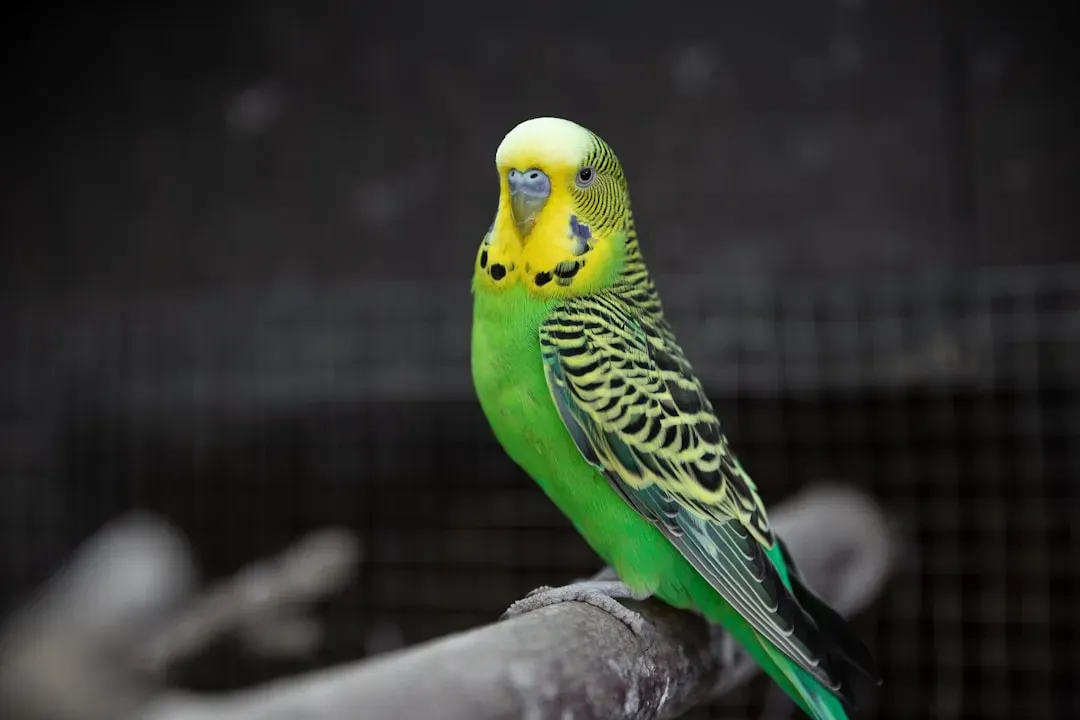 Budgerigar (Budgie): The Underrated Genius in a Tiny Package (Image Credits: Unsplash)