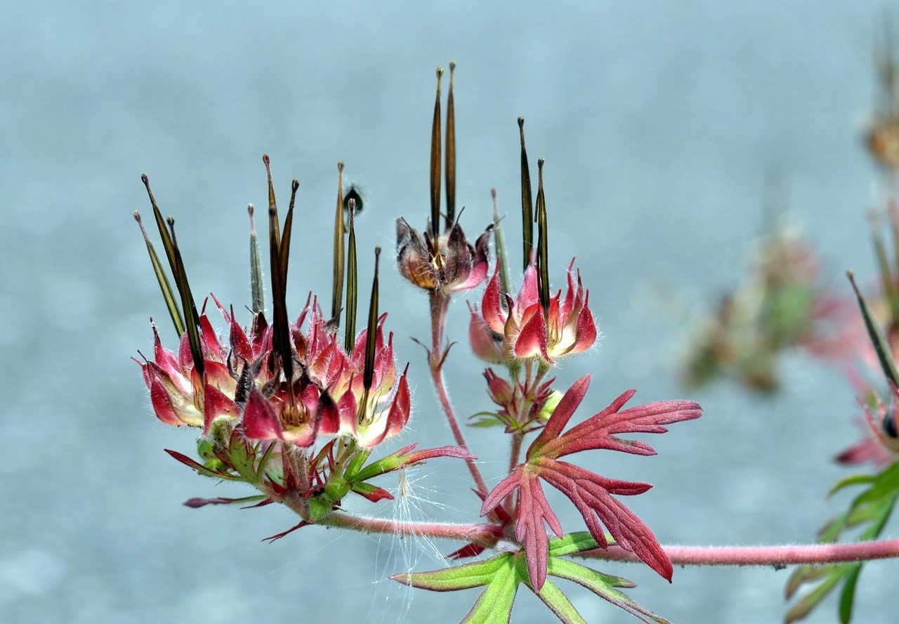 How Photosynthesis Would Transform (Image Credits: Pixabay)