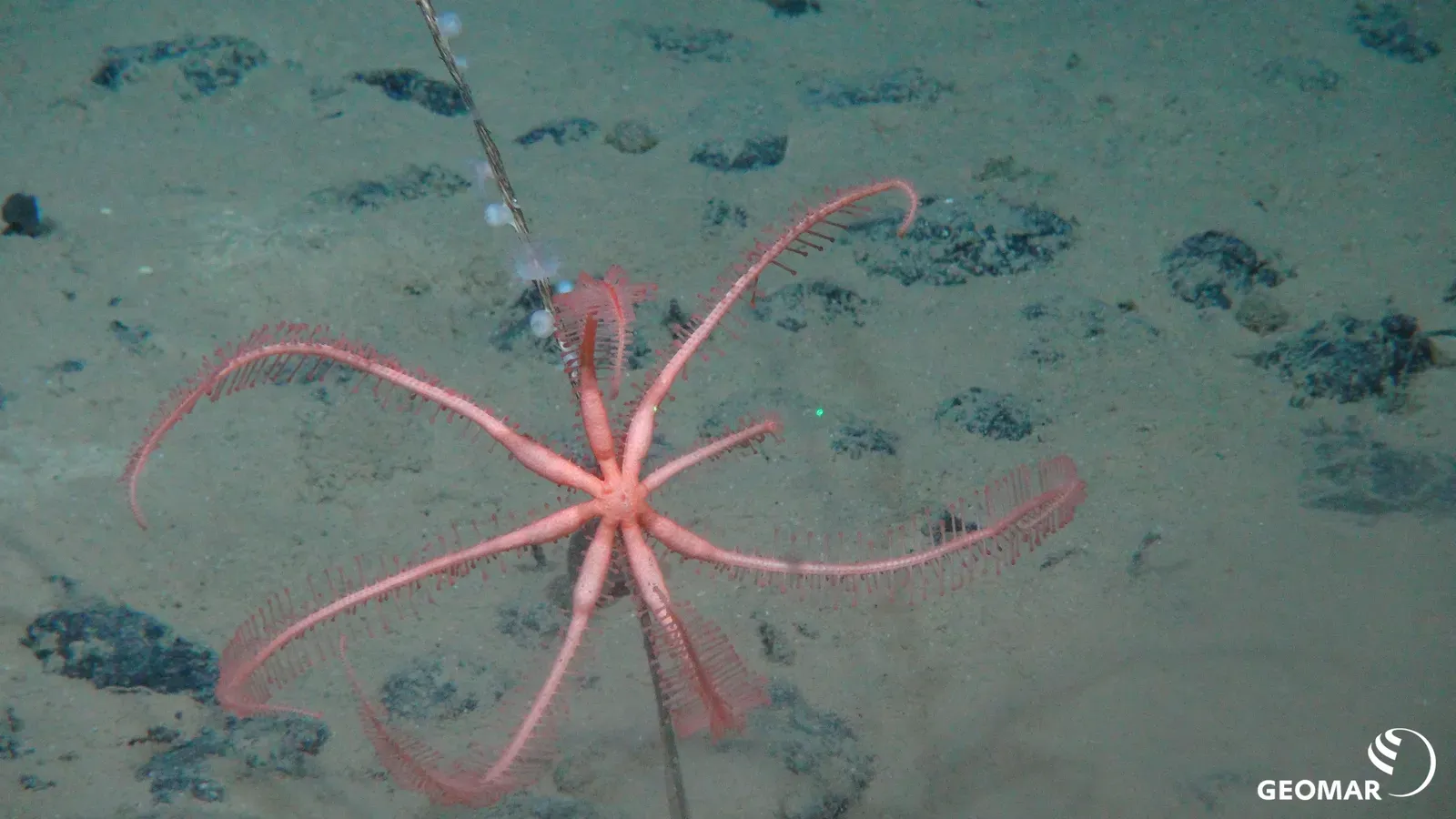 Abyssal Plains: The Hidden Seafloor Desert (Image Credits: Wikimedia)
