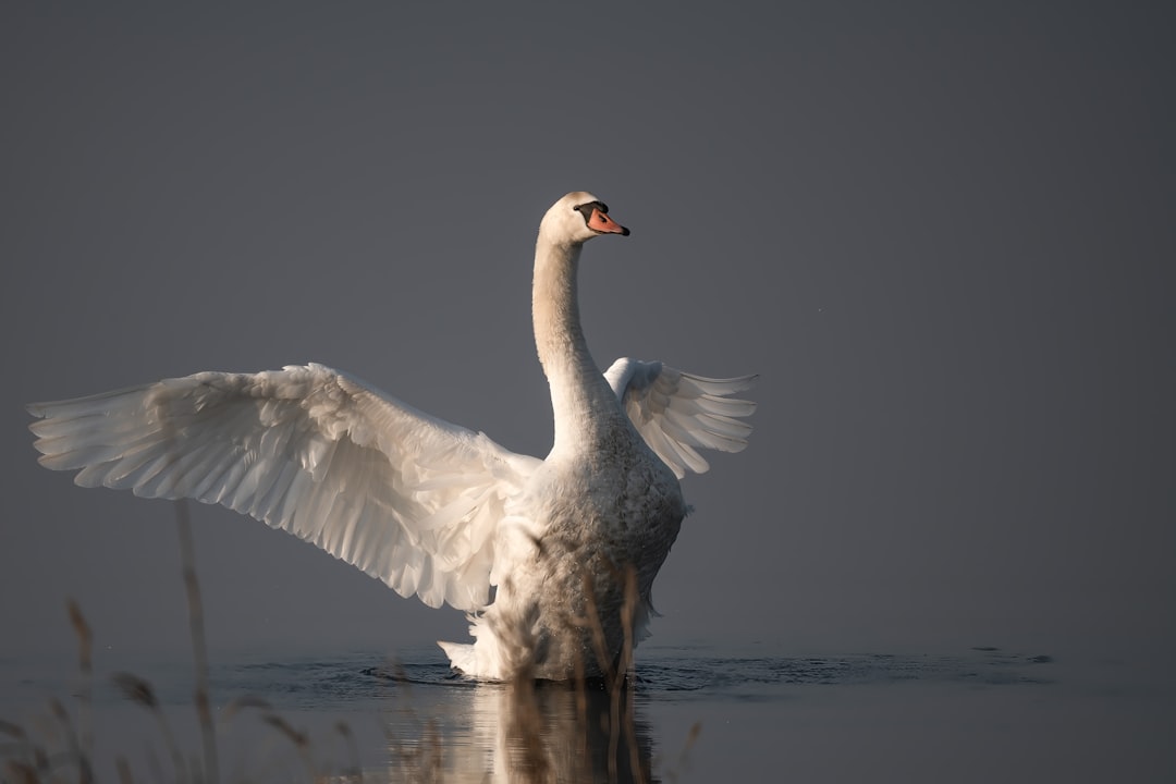 The Swan - INFP (The Mediator) (Image Credits: Unsplash)