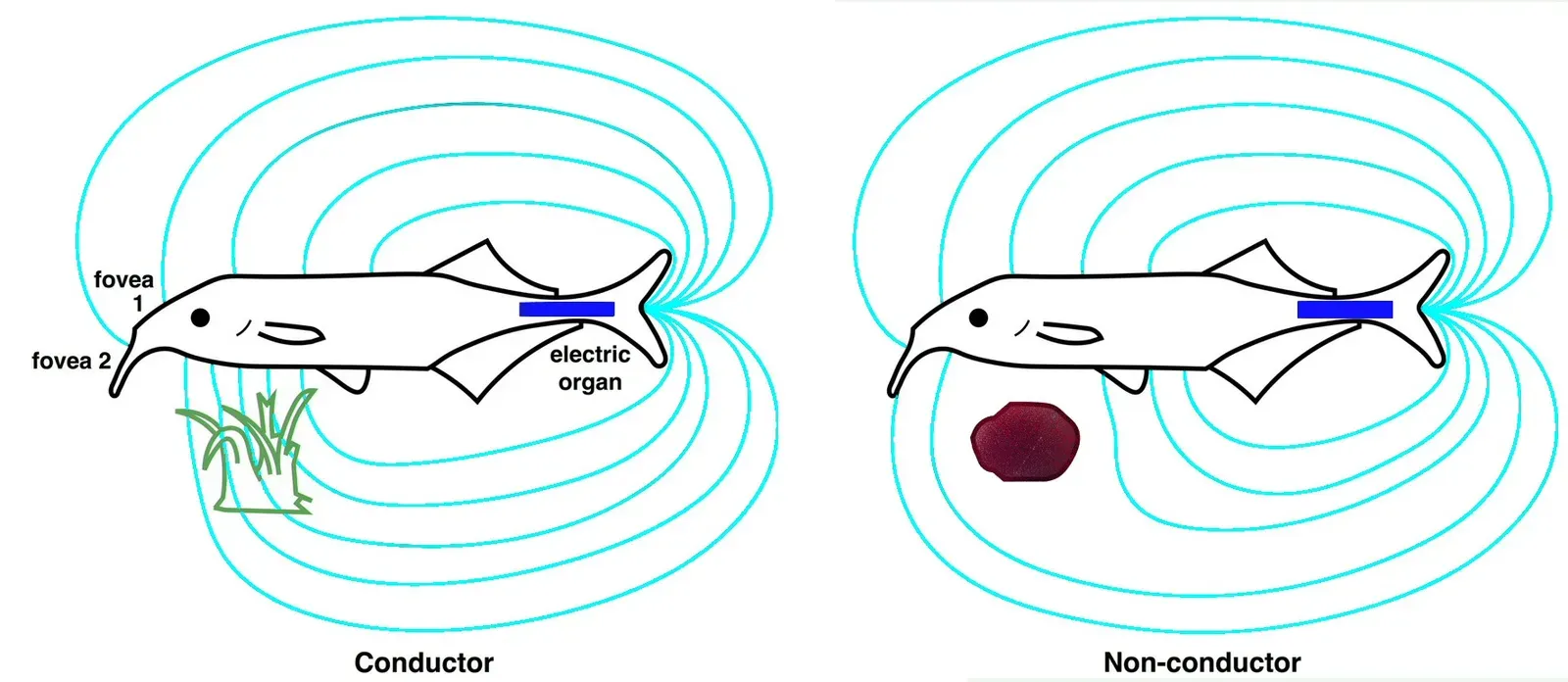 A Completely Different Route: Electromagnetic Induction (Image Credits: Wikimedia)