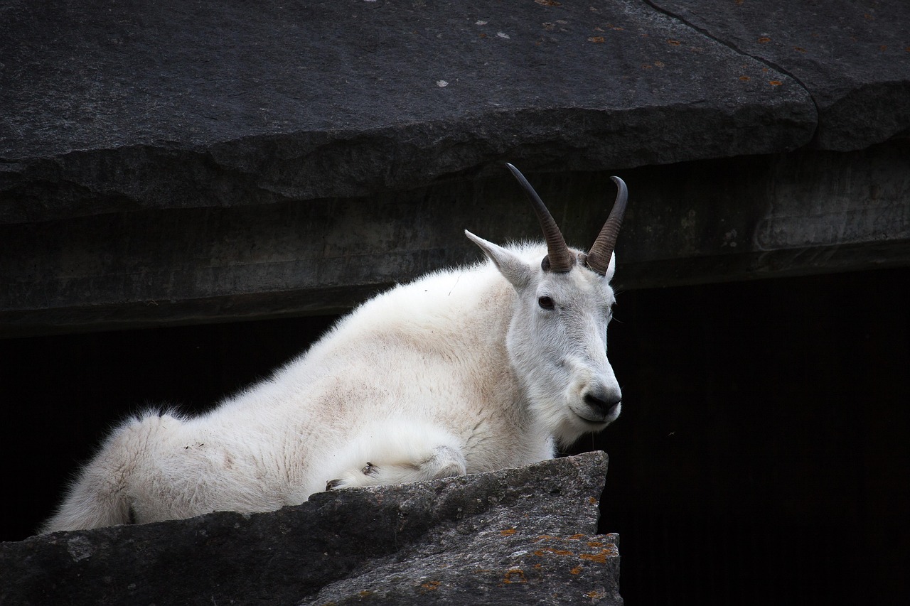 The Mountain Goat: 's Perfect Match (Image Credits: Pixabay)