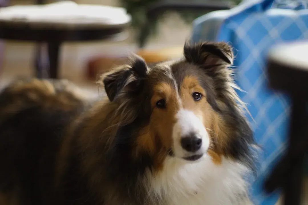 Collie (Rough or Smooth): The Sensitive Watcher of Your Mood (Image Credits: Unsplash)