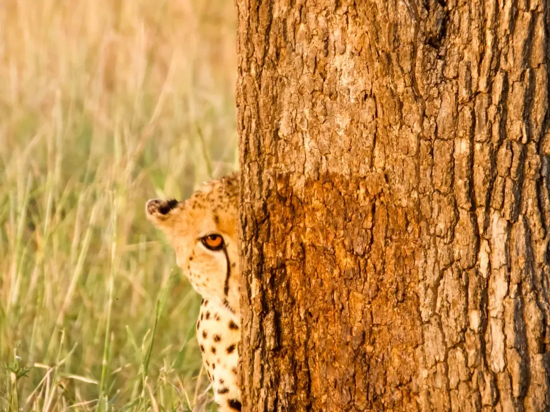 Real-Time Detection of Illegal Wildlife Products (Image Credits: Unsplash)