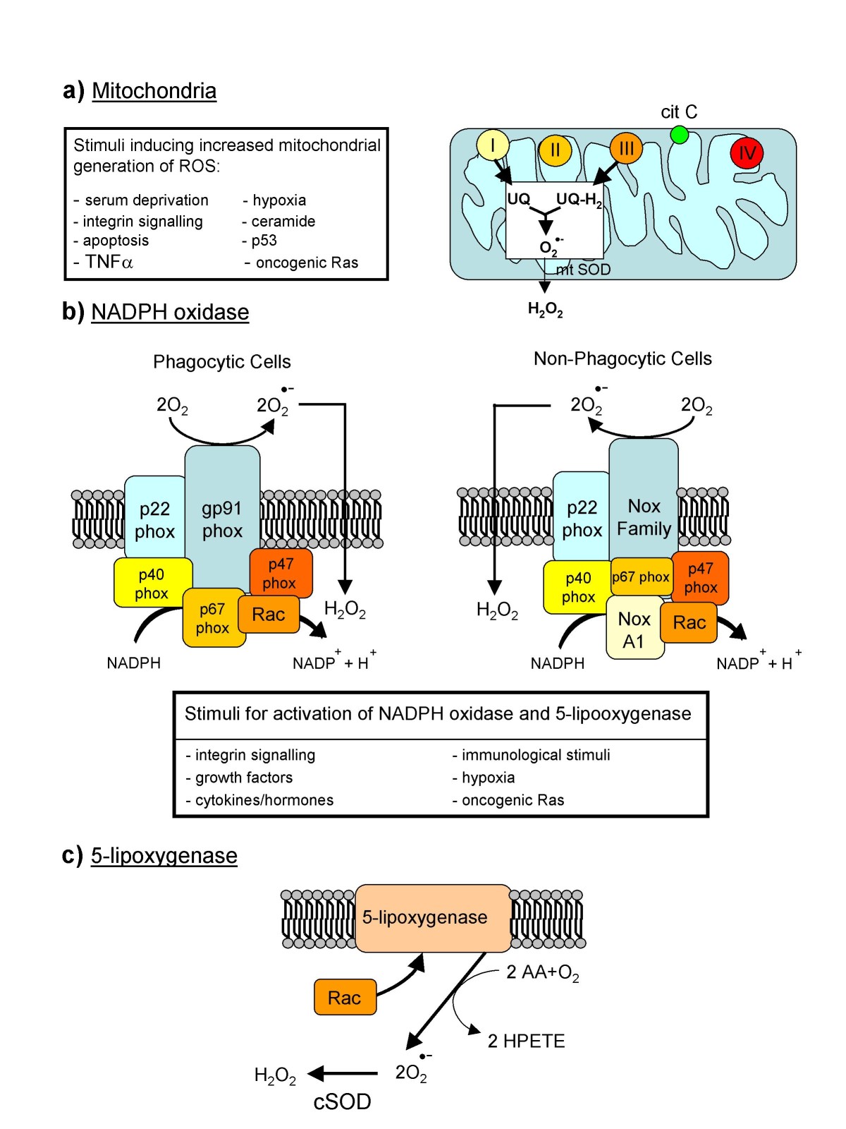 Rebuild Crew On Call: Stem Cells, Fibroblasts, and Growth Signals (Image Credits: Wikimedia)