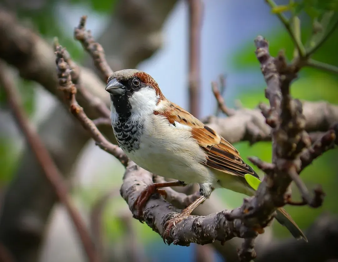 Libra – The Sparrow’s Graceful, Balanced Observation (Image Credits: Unsplash)