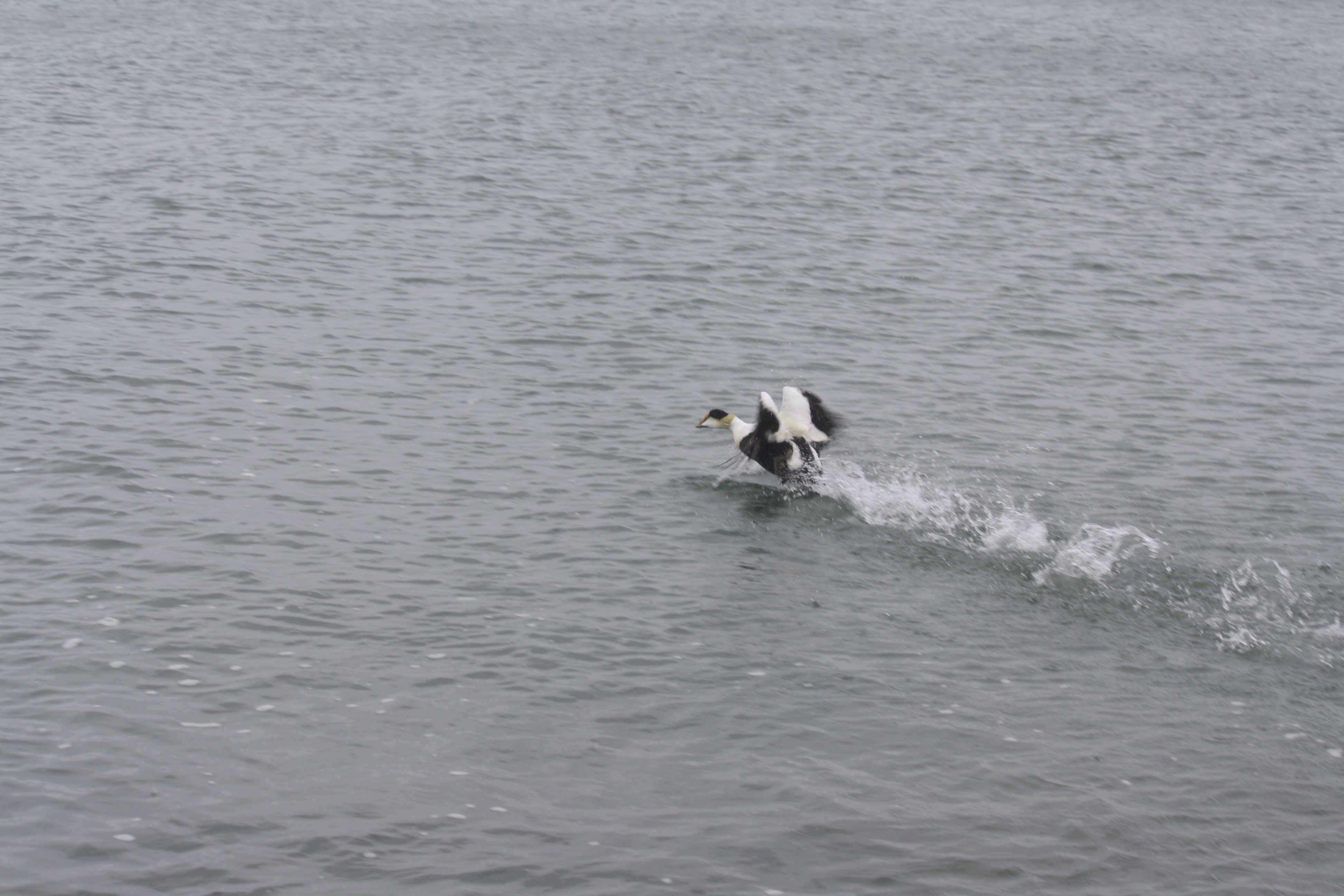 Why It Matters (Image Credits: Wikimedia)