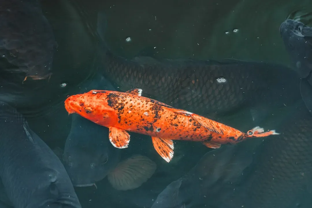 Sex-Changing Fish That Rewrite Their Social Roles (Image Credits: Unsplash)