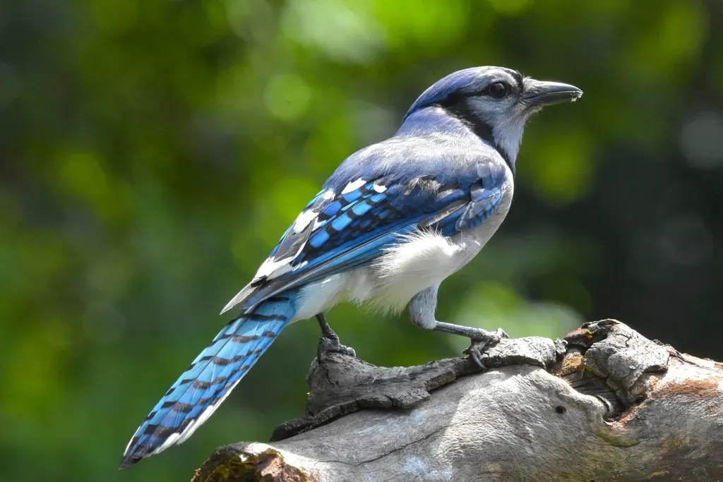 The Hidden Benefits for You: Healthier Forests and More Wildlife (Image Credits: Rawpixel)