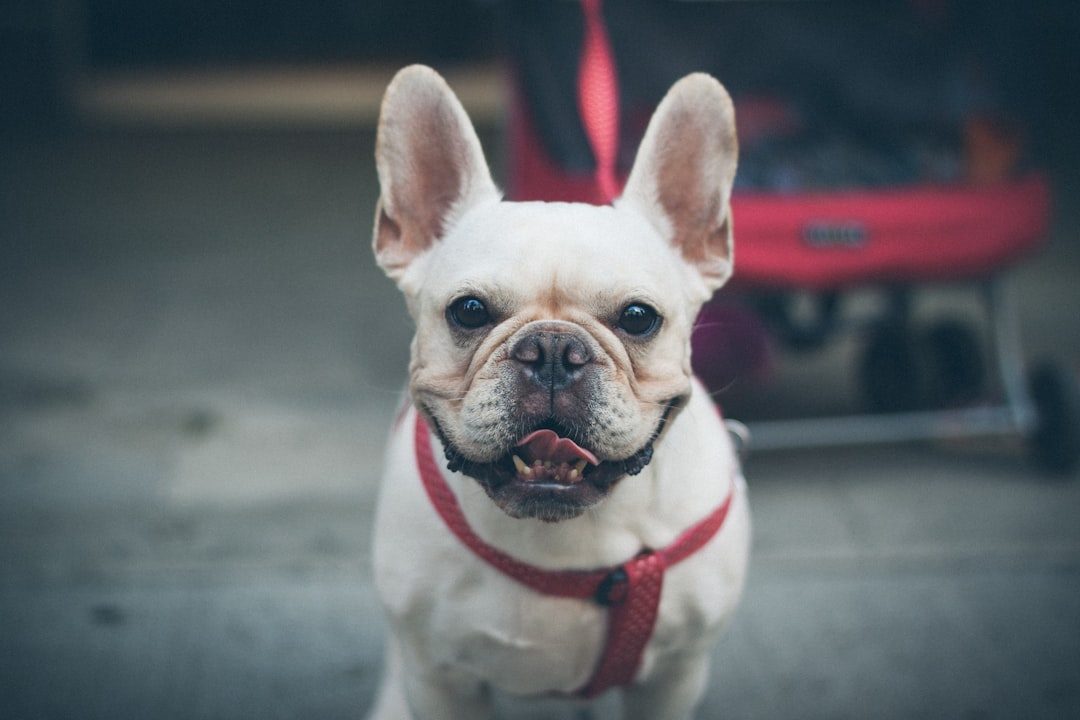 10. French Bulldog (Image Credits: Unsplash)