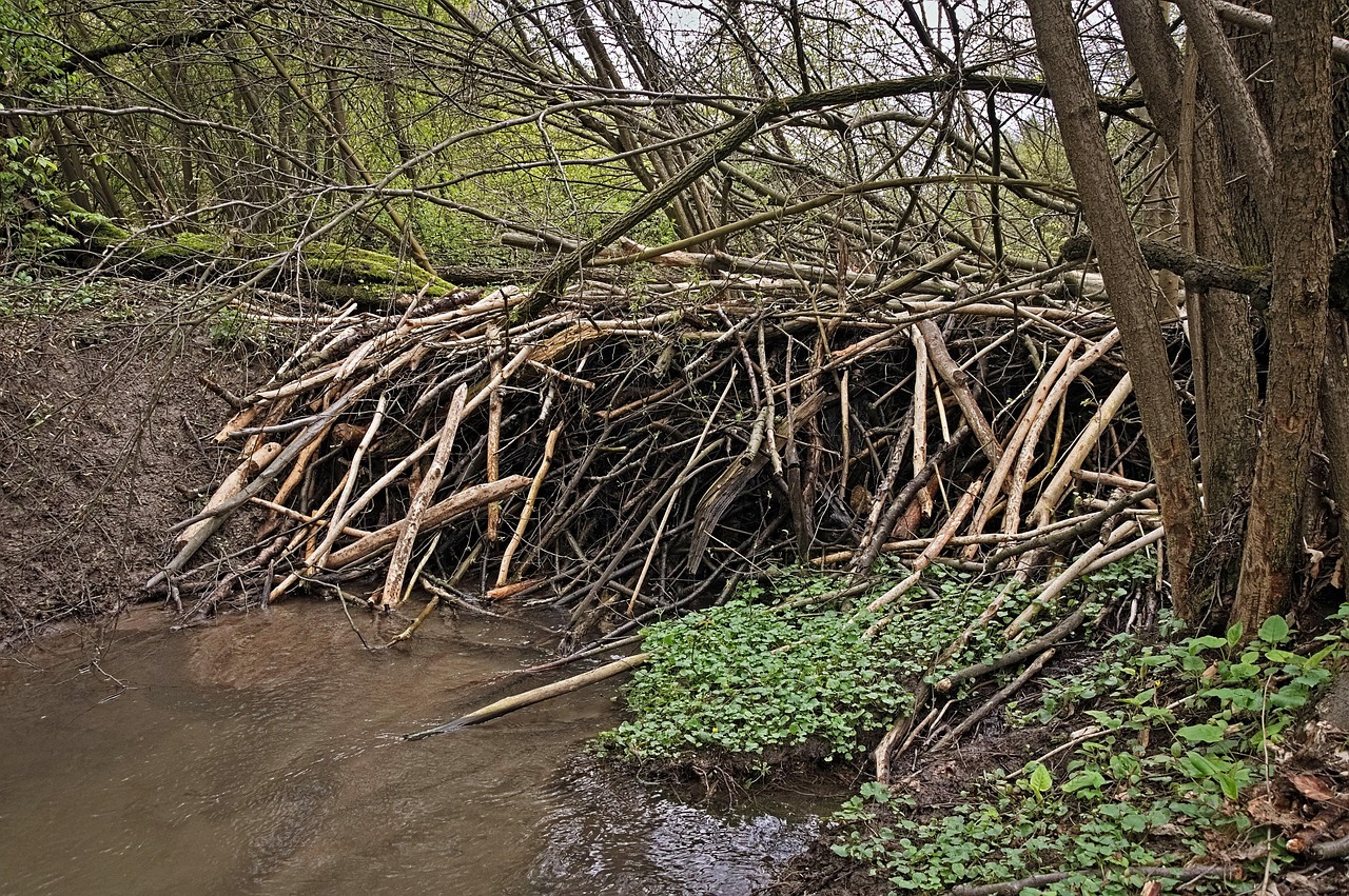 Beaver Dam Analogs: Human Engineering Meets Natural Design (Image Credits: Pixabay)