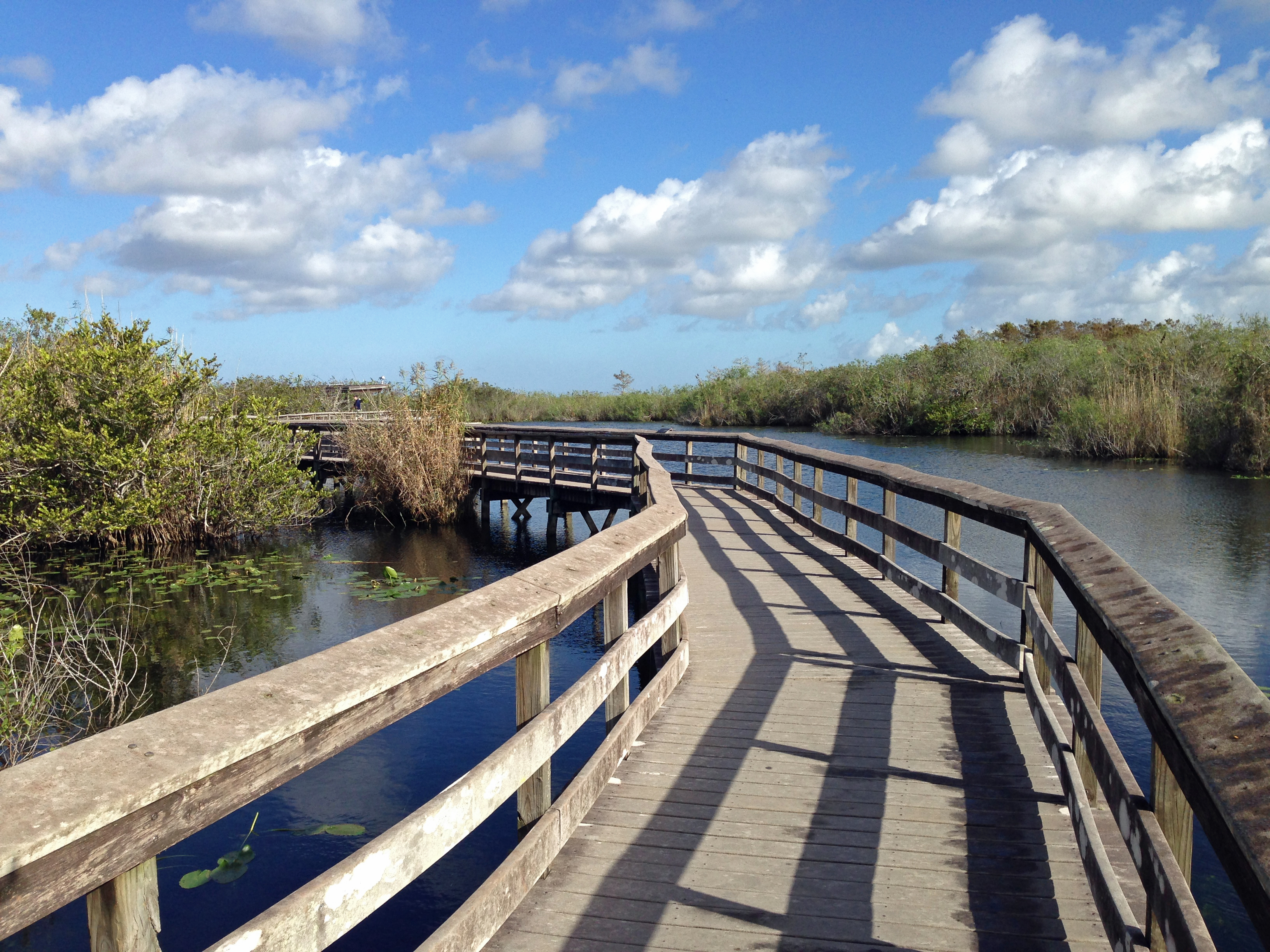 Anhinga Trail Boardwalk - Everglades National Park, Florida (Image Credits: Wikimedia)