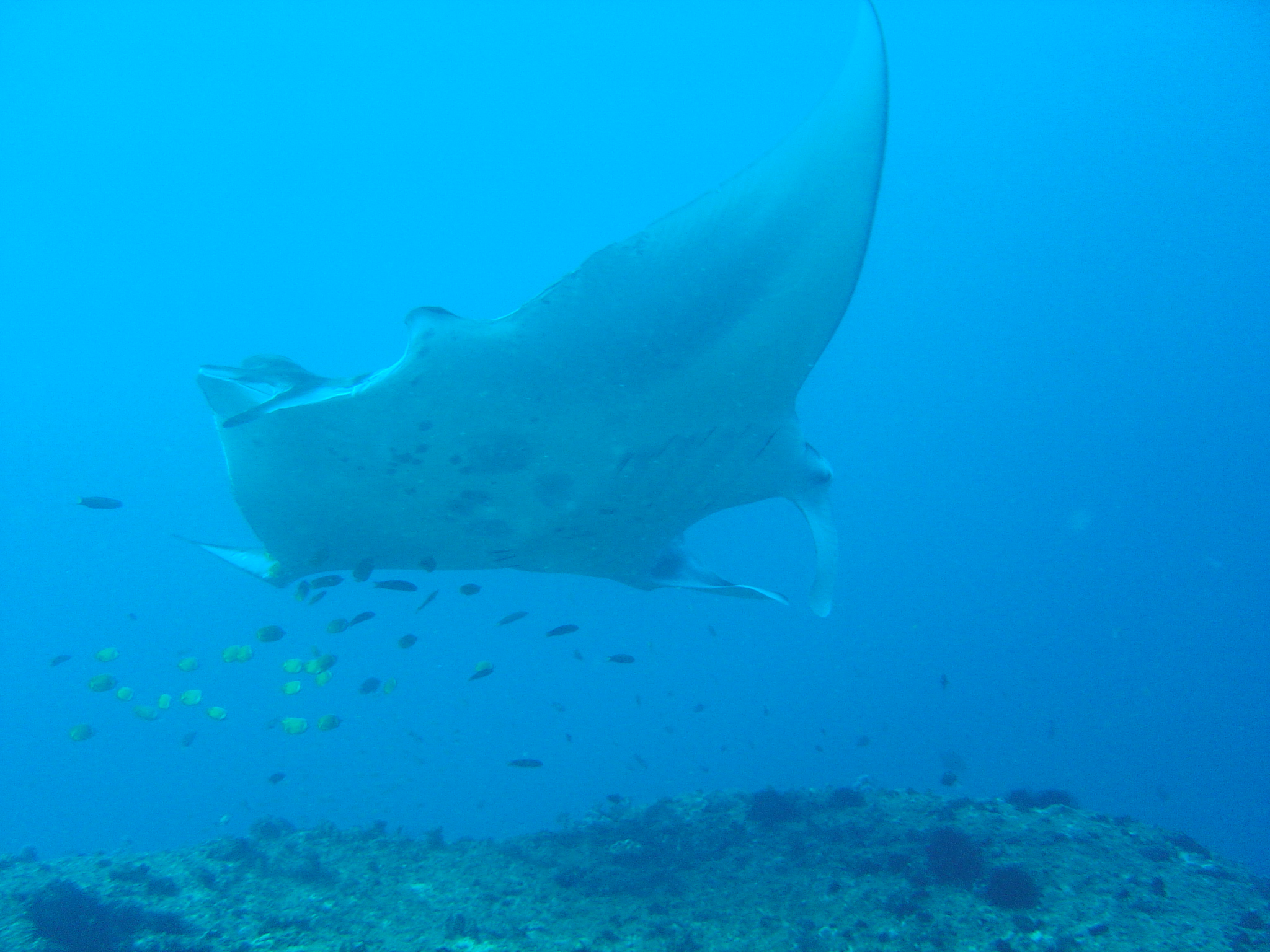 The Hidden Clues (Image Credits: Wikimedia)