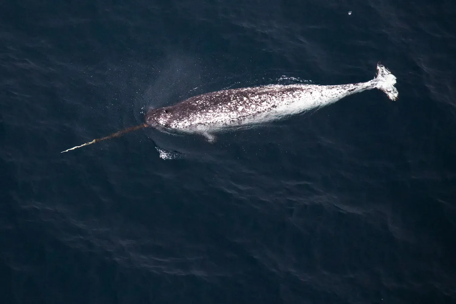 Narwhal Tusks and Their Mysterious Purpose (Image Credits: Wikimedia)