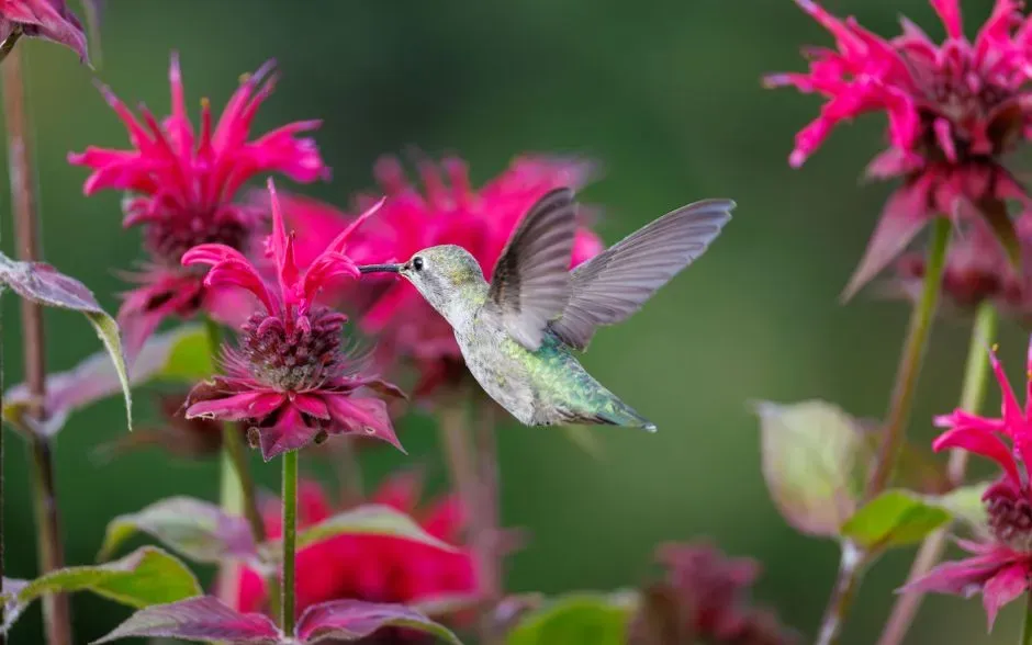Consistency In Your Garden Design Helps Their Memory Work For Them (Image Credits: Pexels)