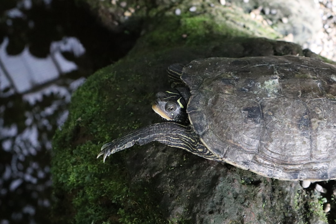 Capricorn and the Wise Turtle (Image Credits: Unsplash)