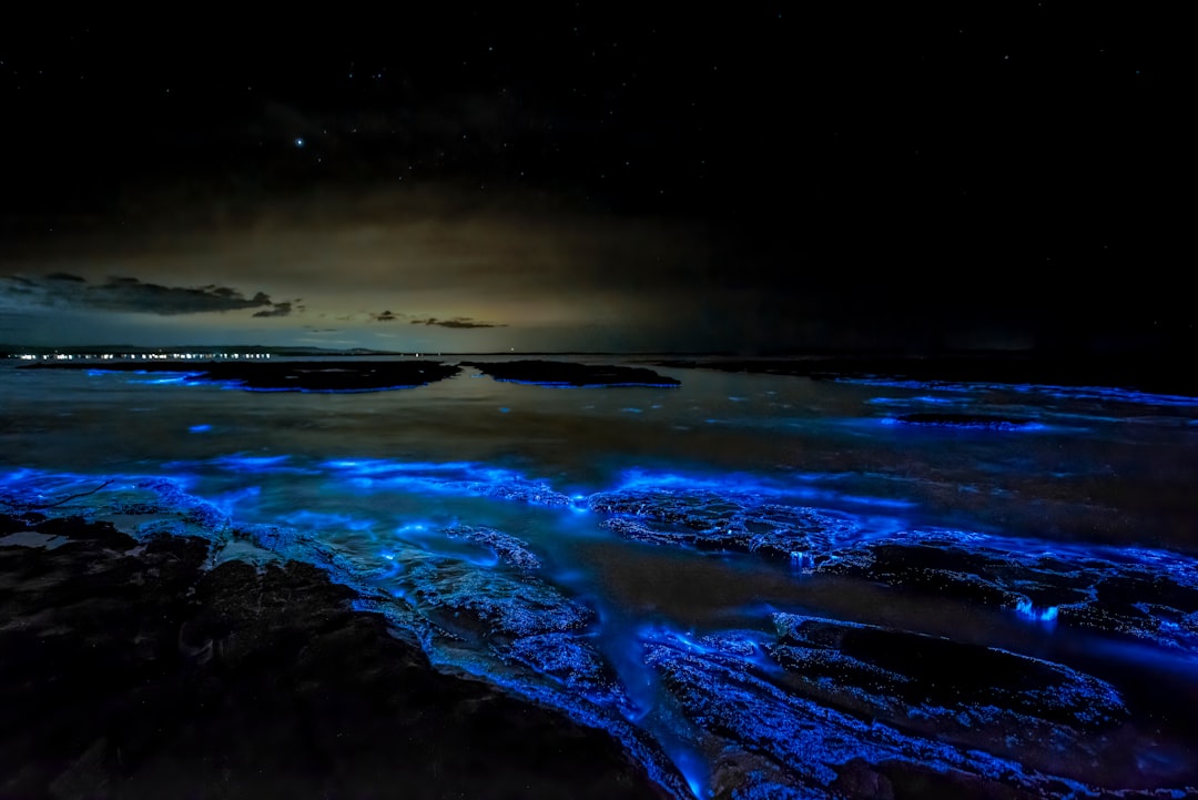 Two Types of Glowing Creatures (Image Credits: Unsplash)
