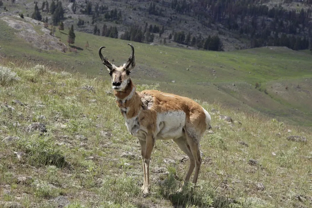 Sagittarius: The Pronghorn (Image Credits: Unsplash)