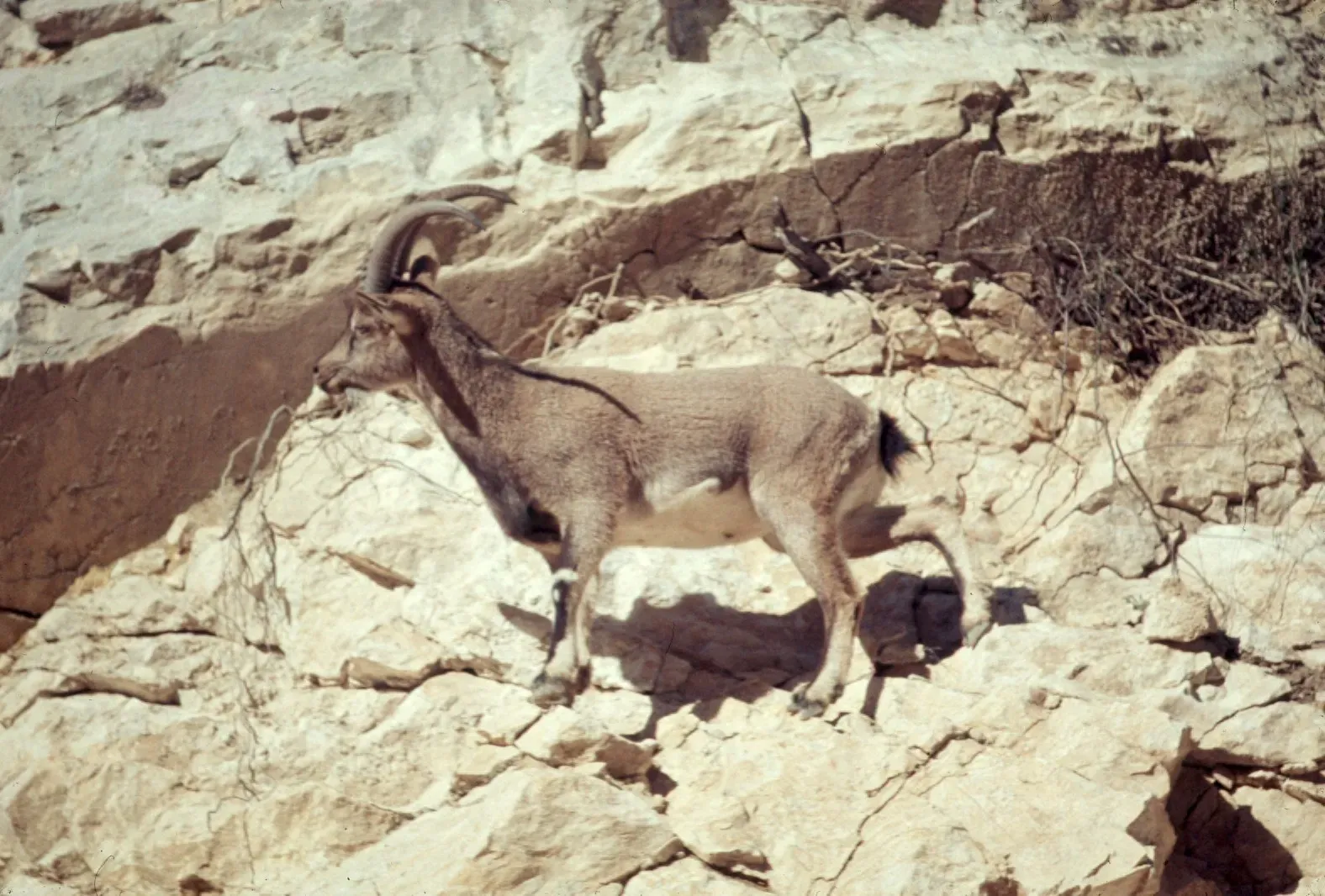 Alpine Ibex: Gravity-Defying Mountain Climbers (This file was contributed to Wikimedia Commons by Colorado State University Libraries as part of a cooperation project. The donation was facilitated by the Digital Public Library of America, via its partner Plains to Peaks Collective.
Record in source catalog
DPLA identifier: 0d8db062f982c7d3d33ae11167faa2c7, CC BY-SA 4.0)