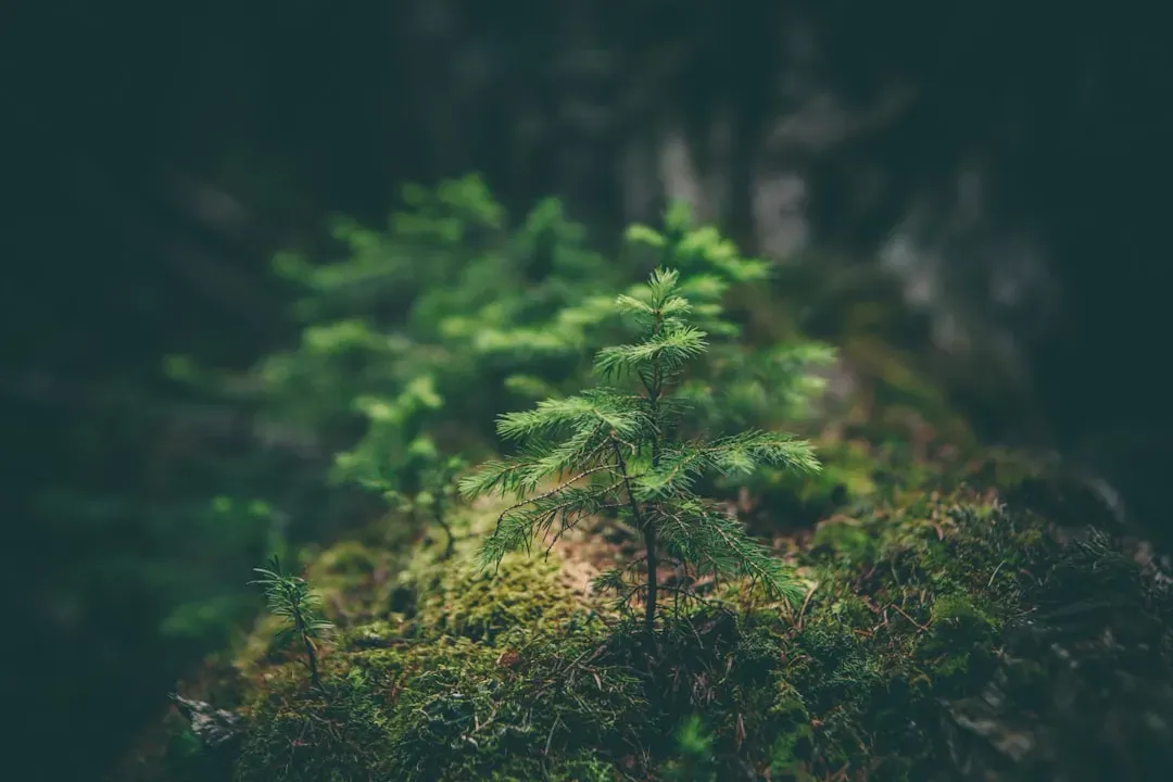 Mother Trees, Seedlings, and the Politics of Sharing (Image Credits: Unsplash)