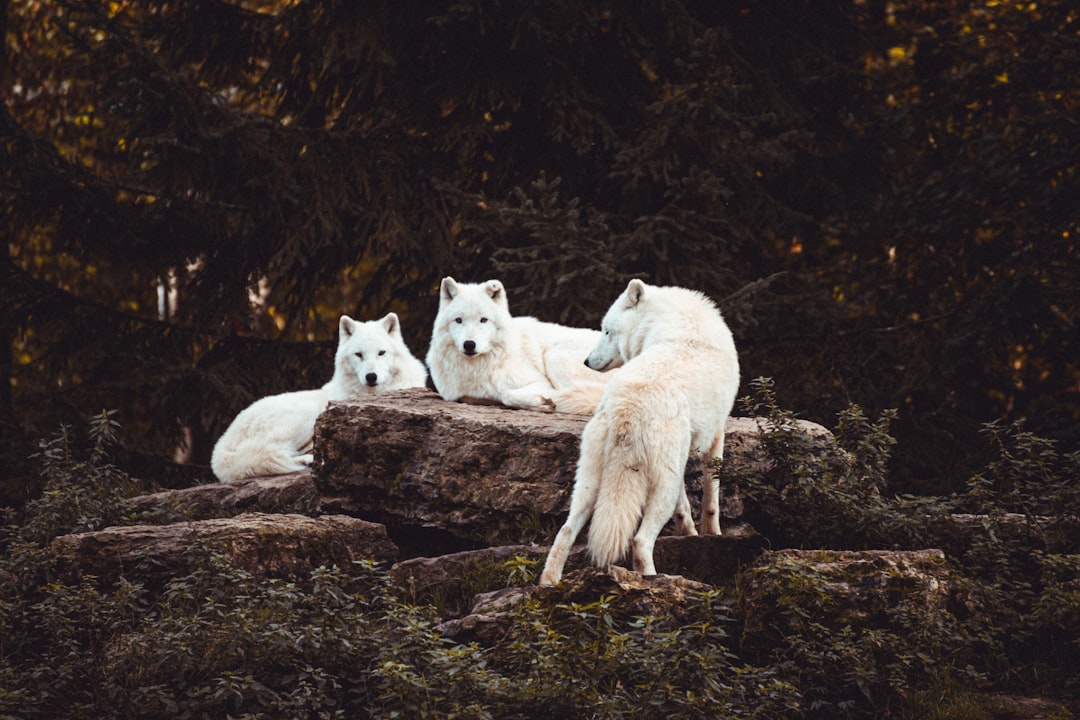 The Wolf: Pack Loyalty and Fierce Protection (Image Credits: Unsplash)