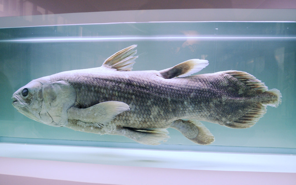 The Coelacanth: A Fish That Defied Time (Image Credits: Flickr)