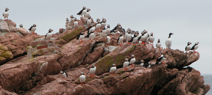 Extreme Weather Battering Nesting Colonies (Image Credits: Wikimedia)