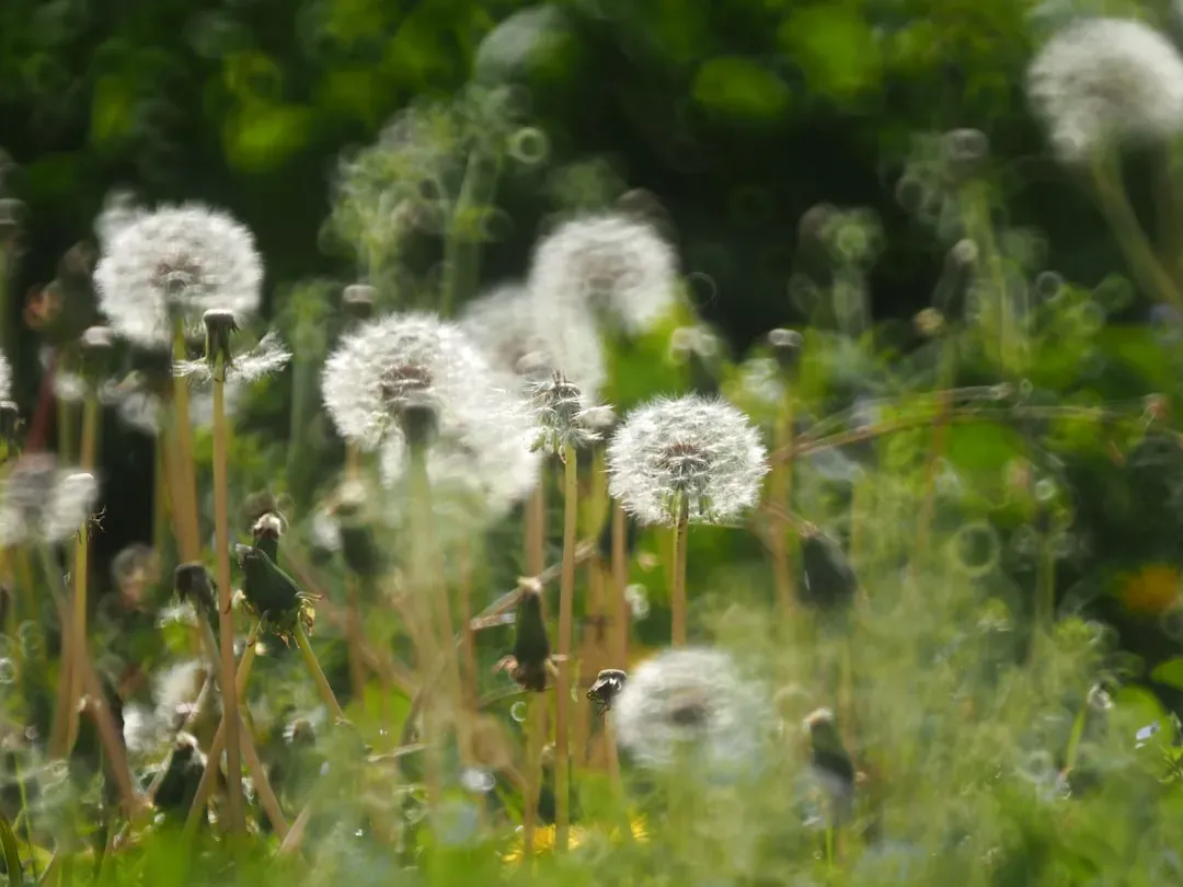 #3 - You See More “Weeds” and Self-Seeders Than You Can Explain (Image Credits: Unsplash)