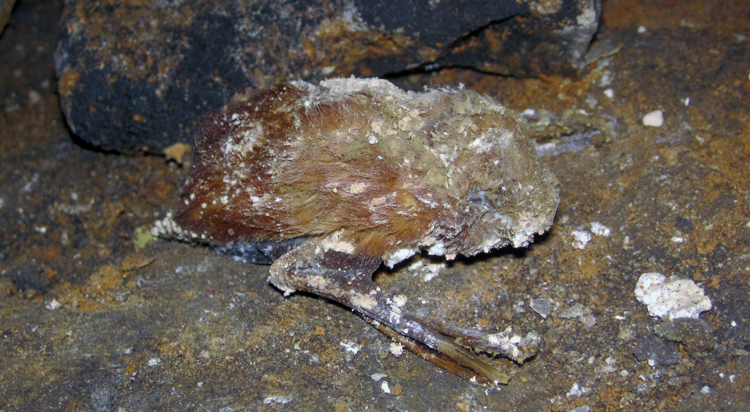 How the Fungus Attacks Hibernating Bats (Image Credits: Wikimedia)