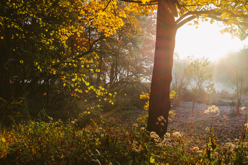 The Mystery of Light Versus Internal Timing (Image Credits: Flickr)
