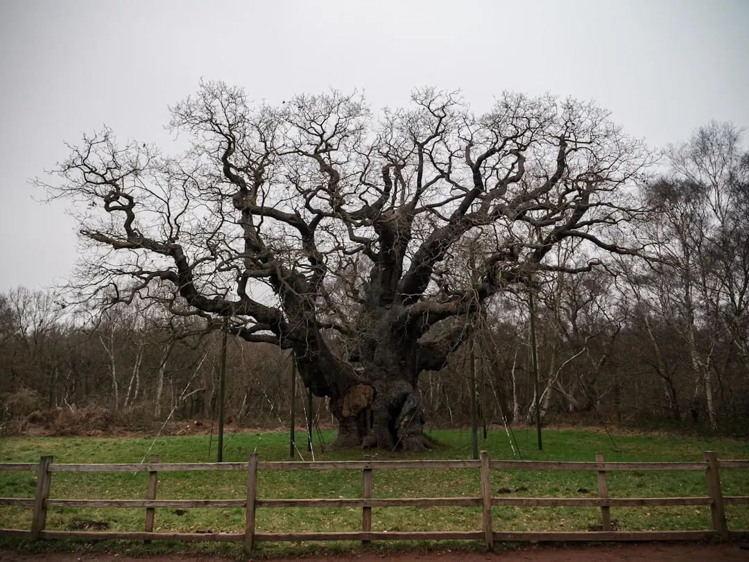 Major Oak: Robin Hood's Legendary Hideout (Image Credits: Unsplash)