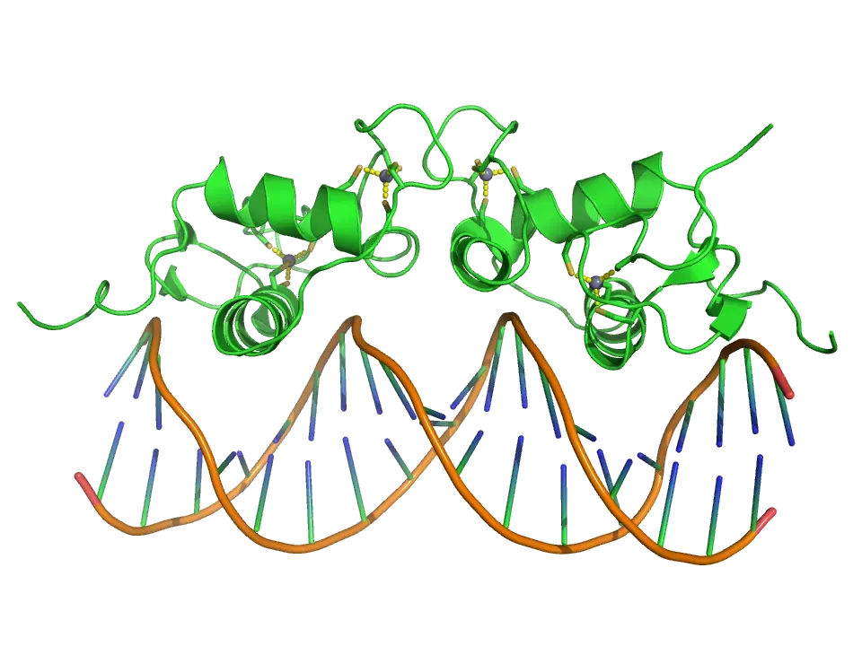 The Masterful Art of DNA Folding Inside Your Cells (Created myself using PyMol, Public domain)