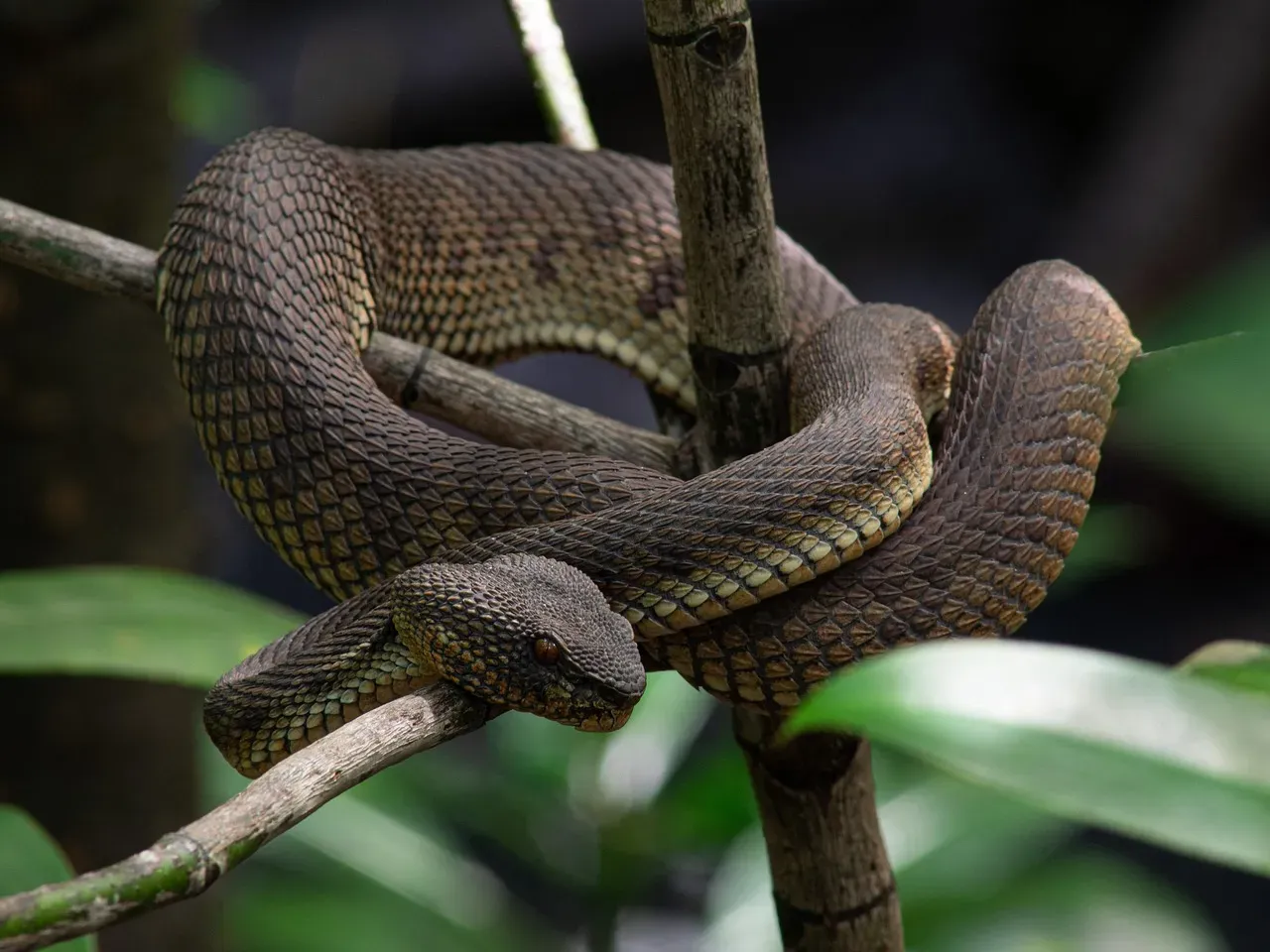 Snakes: seeing body heat like glowing lanterns (Image Credits: Pixabay)