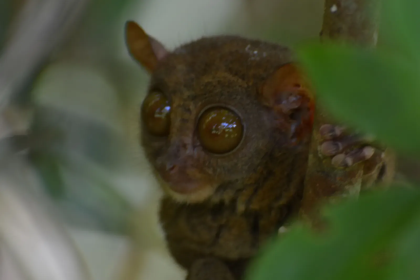 10. You’ve Inherited Night‑Vision Tendencies From Creatures of the Dark (Love those large, round eyes!, CC BY 2.0)