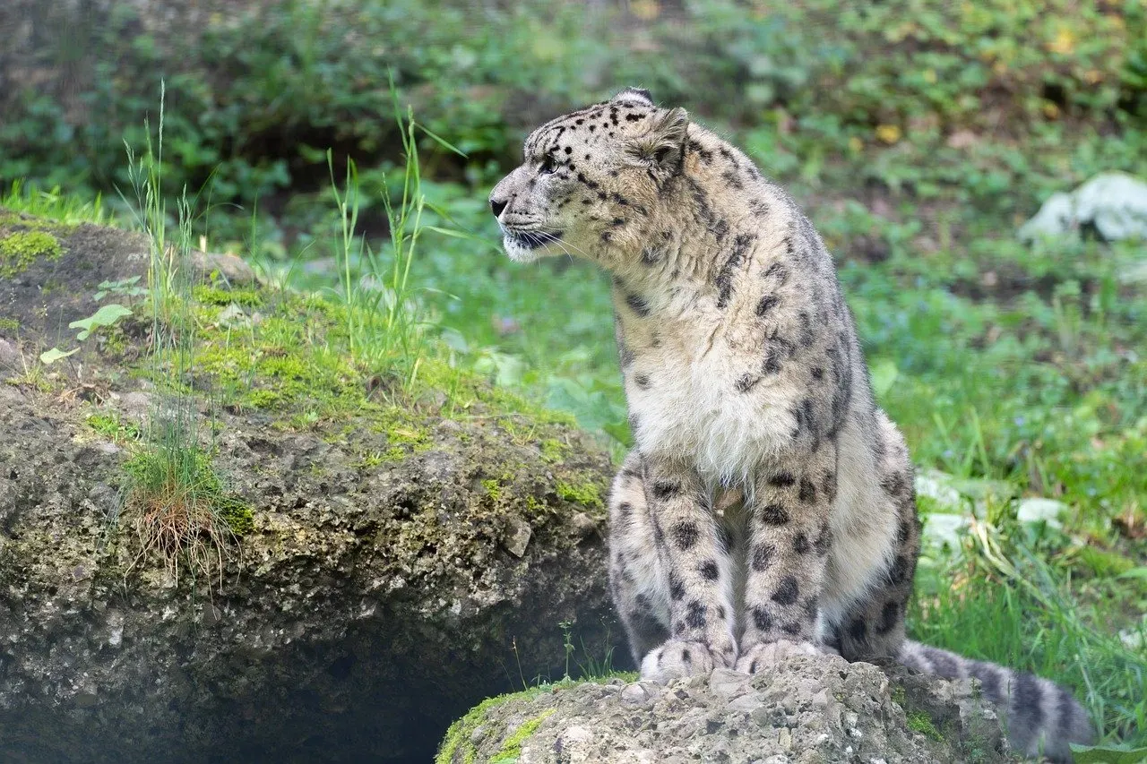 Reduced Poaching Pressure in Key Regions (Image Credits: Pixabay)