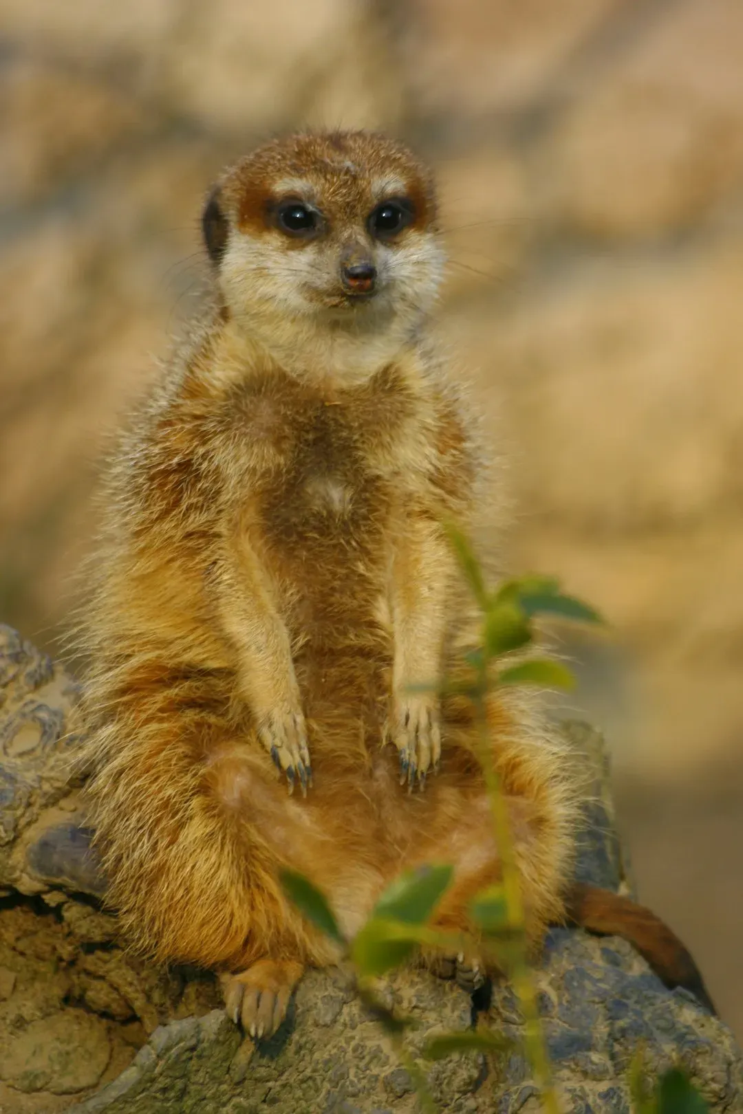 Gemini: The Meerkat’s Hyper‑Vigilance and Social Scanning (Image Credits: Unsplash)