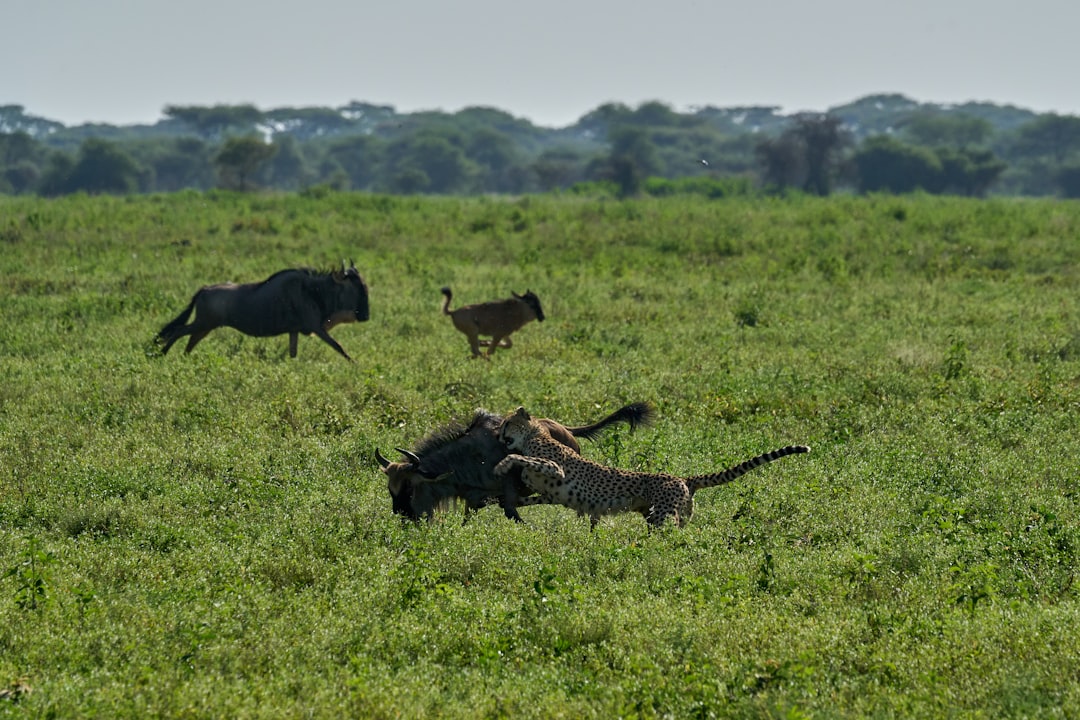 Predator-Prey Dynamics Enter Chaos (Image Credits: Unsplash)