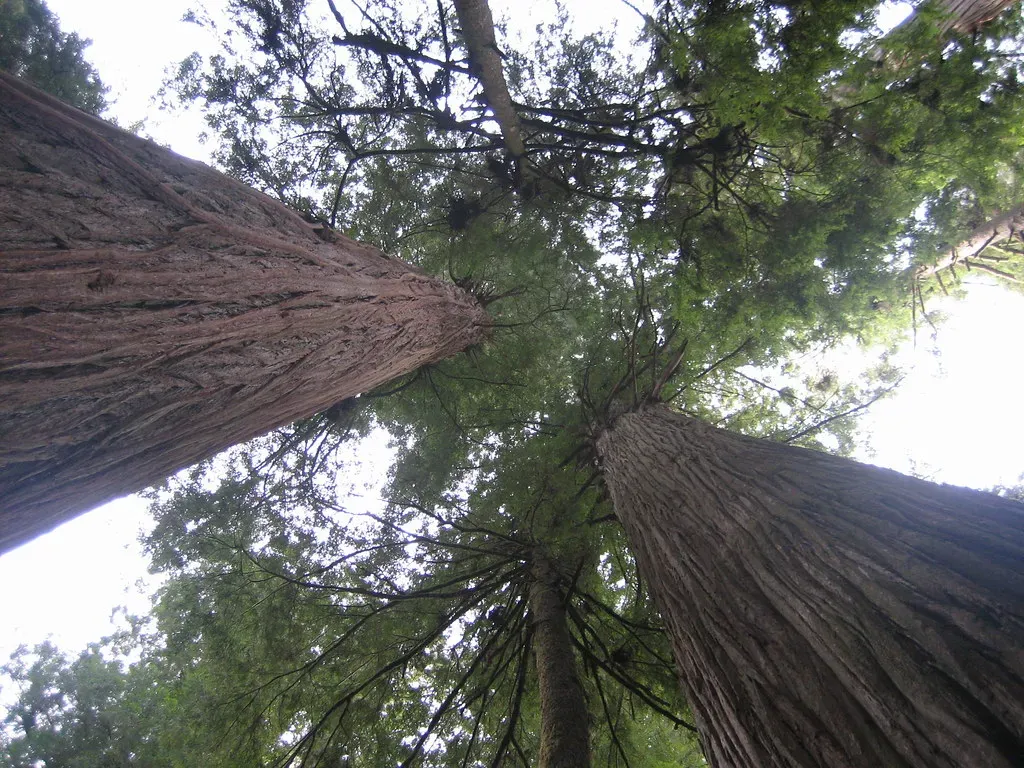Why Redwood Forests Matter to Us Today (eekim, Flickr, CC BY 2.0)
