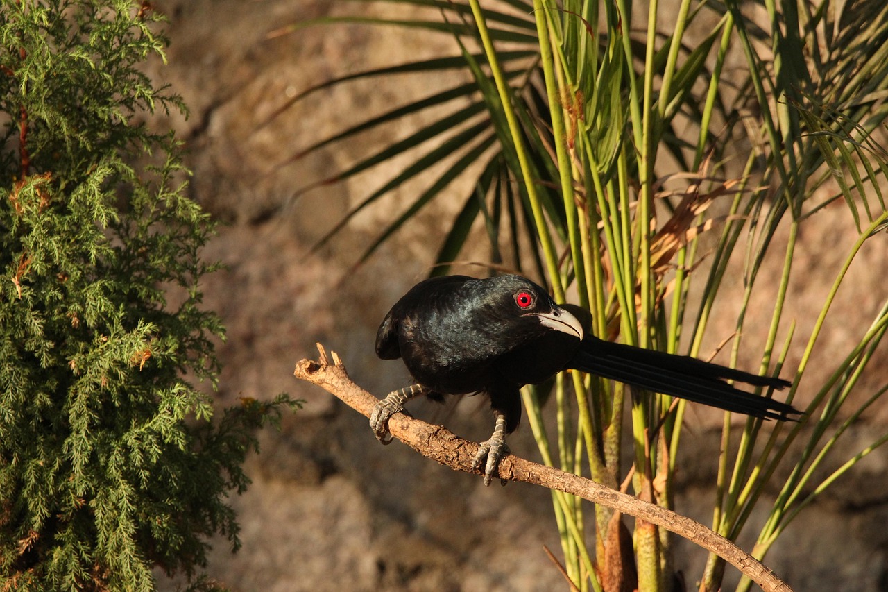 Aquarius: The Elusive Cuckoo (Image Credits: Pixabay)