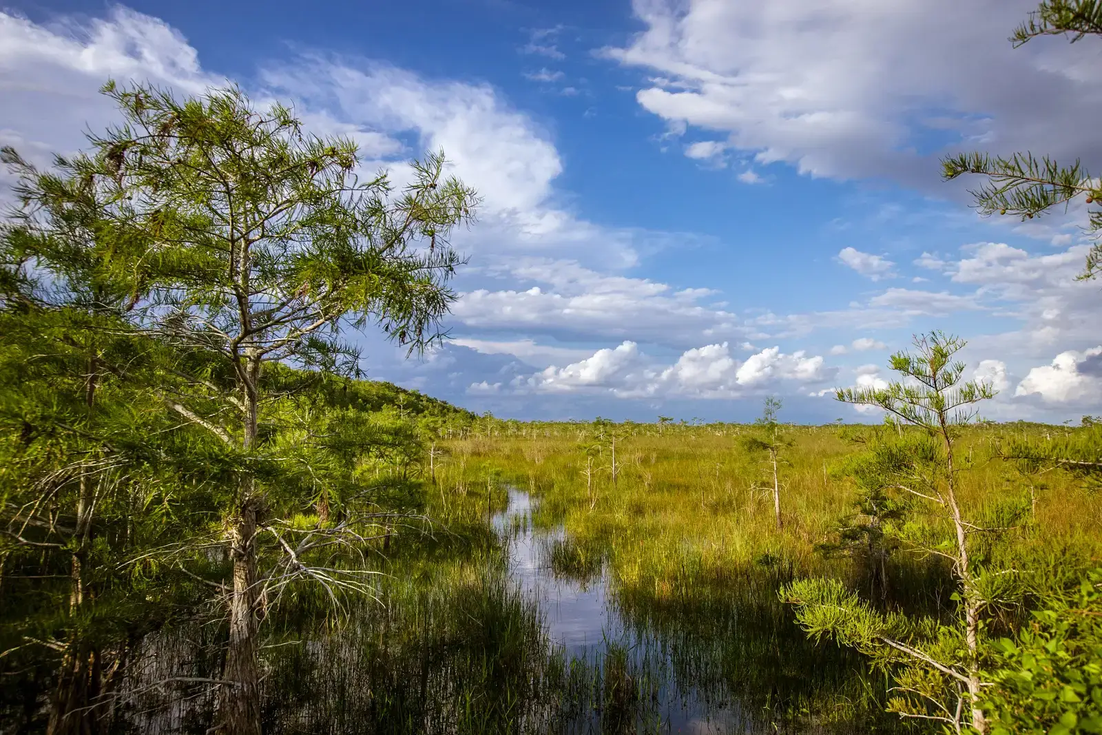 7. Everglades, Florida – A Slow-Moving River Shaped by Sea and Subtle Elevation (Image Credits: Wikimedia)