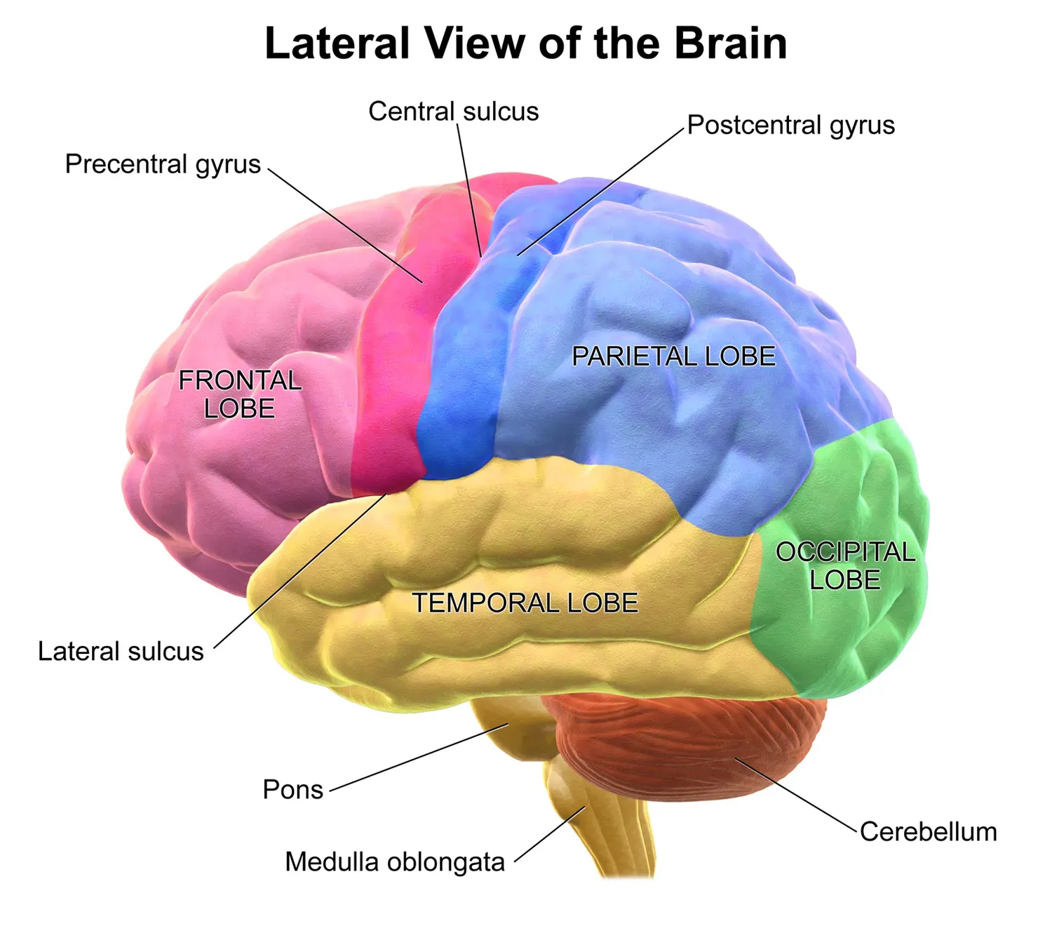What Would It Really Mean to Upload a Mind? (Image Credits: Wikimedia)