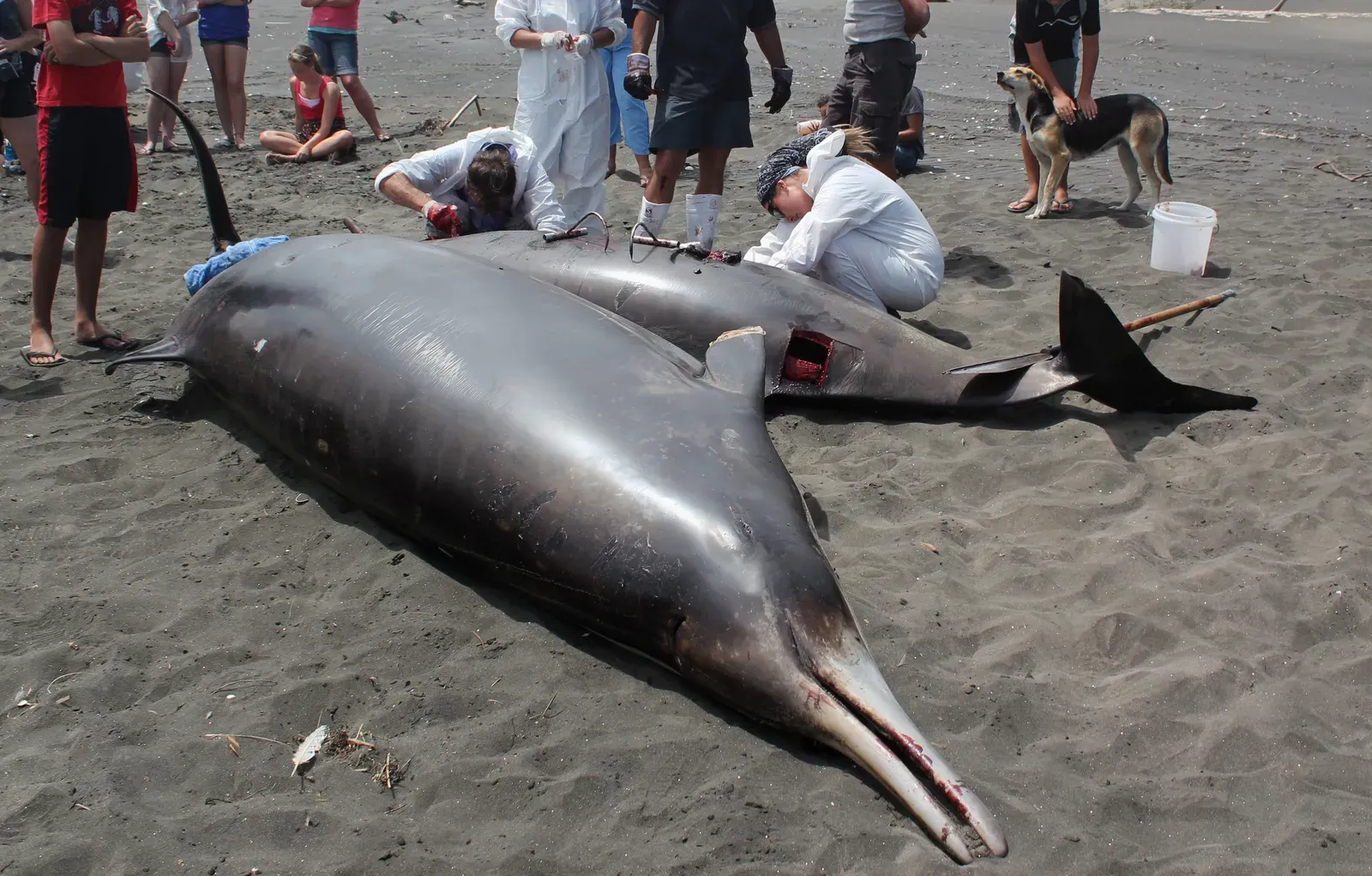 Mass Strandings of Whales and Dolphins (Image Credits: Wikimedia)